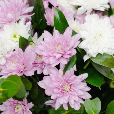 Bouquet&#x20;de&#x20;Margaridas