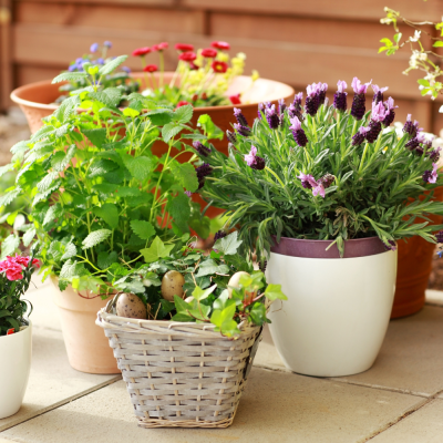 Vasos com plantas e flores coloridas e uma cesta de vime num chão de azulejos