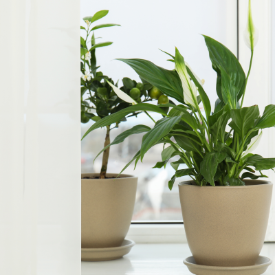 Dois vasos de plantas em cerâmica bege com folhas verdes junto à janela