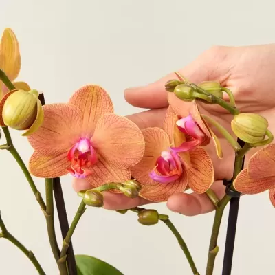 Orqu&#x00ED;dea&#x20;Phalaenopsis&#x20;Salm&#x00E3;o