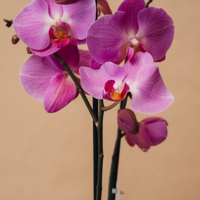 Orqu&#x00ED;dea&#x20;Phalaenopsis&#x20;Rosa