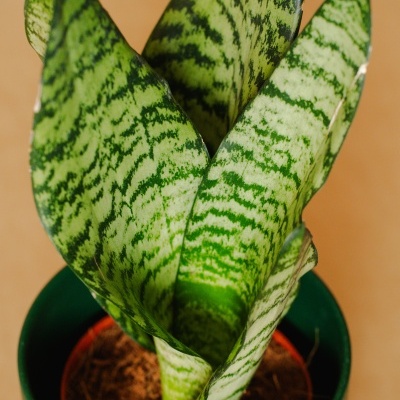 Espada&#x20;de&#x20;Santa&#x20;B&#x00E1;rbara&#x20;Sansevieria&#x20;Trifasciata&#x20;V15