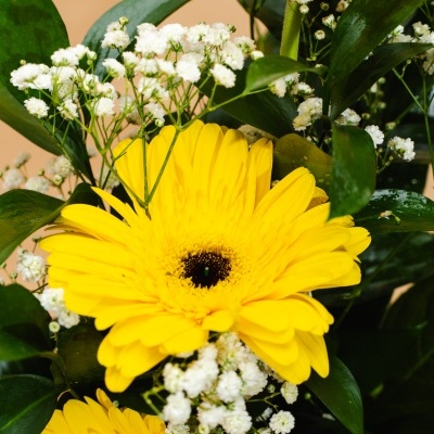 Arranjo&#x20;de&#x20;Gerberas