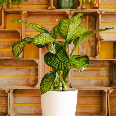 Planta verde variegada em vaso branco sobre mesa com fundo de caixas de madeira