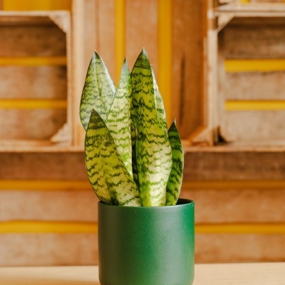 Planta Sansevieria em vaso verde fosco sobre mesa clara com fundo de caixas de madeira e detalhes amarelos