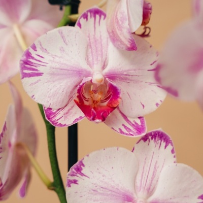 Orqu&#x00ED;dea&#x20;Phalaenopsis&#x20;Matizada&#x20;1