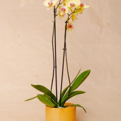Orquídea amarela com detalhes rosa em vaso cerâmico amarelo com folhas verdes