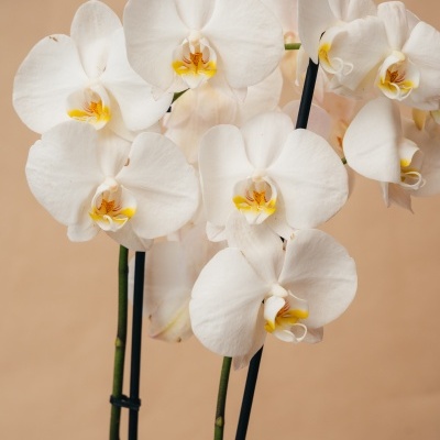 Orqu&#x00ED;dea&#x20;Phalaenopsis&#x20;Branca