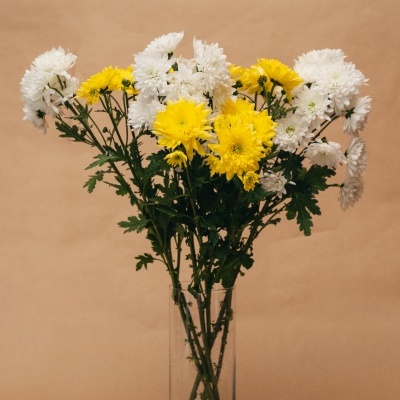 Atado&#x20;de&#x20;Margaridas