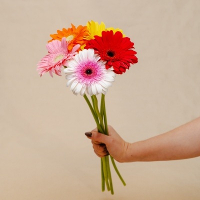 Ramo de cinco flores gerberas coloridas segurado por uma mão