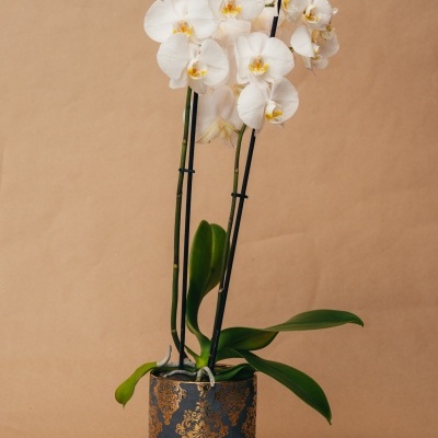 Orquídea branca em vaso azul com padrão dourado