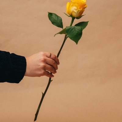 Rosas&#x20;&#x00E0;&#x20;la&#x20;carte