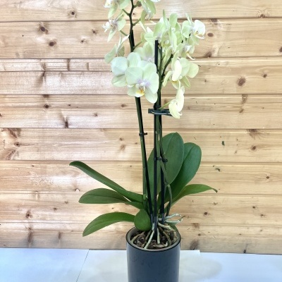 Orquídea branca com vaso preto diante de parede de madeira clara