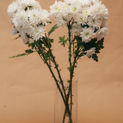 Atado&#x20;de&#x20;Margaridas