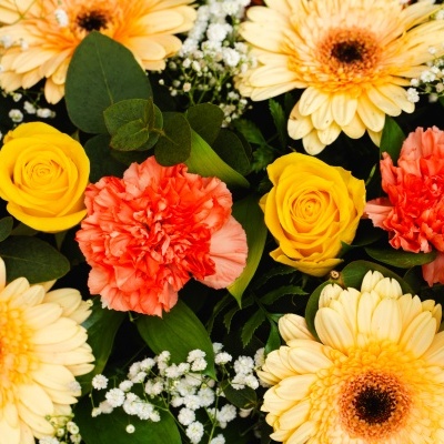 Palma&#x20;F&#x00FA;nebre