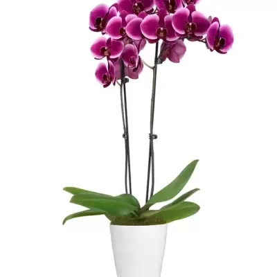 Orquídea artificial em vaso branco com flores roxas e brancas