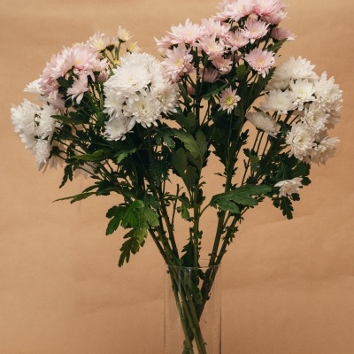 Atado&#x20;de&#x20;Margaridas