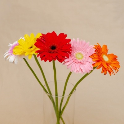 Gerberas&#x20;&#x00E0;&#x20;la&#x20;carte