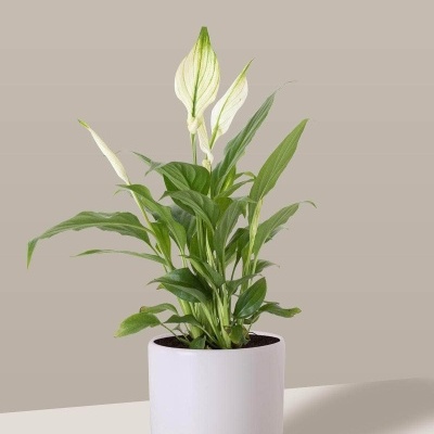 Planta verde com flores brancas em vaso branco num fundo bege