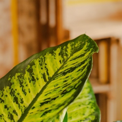 Comigo-Ningu&#x00E9;m-Pode&#x20;Aningapara&#x20;&#x28;Dieffenbachia&#x20;Seguine&#x20;V20&#x29;