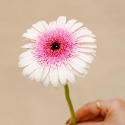 Gerberas&#x20;&#x00E0;&#x20;la&#x20;carte