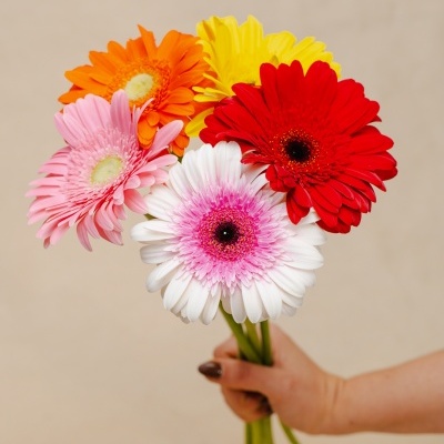 Gerberas&#x20;&#x00E0;&#x20;la&#x20;carte