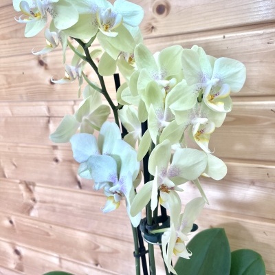 Orqu&#x00ED;dea&#x20;Phalaenopsis&#x20;Verde&#x20;Lima