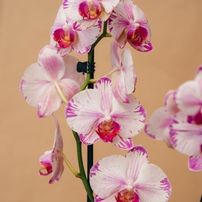 Orqu&#x00ED;dea&#x20;Phalaenopsis&#x20;Matizada&#x20;1