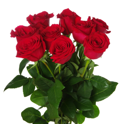 Ramo de dez rosas vermelhas com folhas verdes, fundo branco.