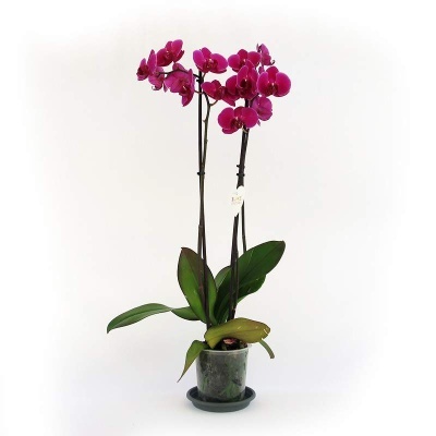 Orqu&#x00ED;dea&#x20;Phalaenopsis&#x20;Lil&#x00E1;s