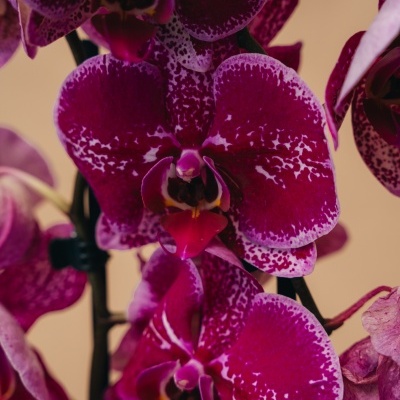 Orqu&#x00ED;dea&#x20;Phalaenopsis&#x20;Lil&#x00E1;s