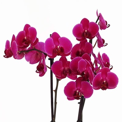 Orqu&#x00ED;dea&#x20;Phalaenopsis&#x20;Lil&#x00E1;s