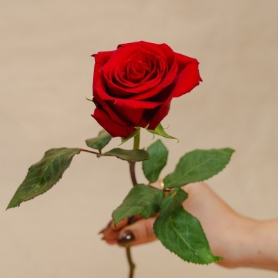 Mão segurando uma rosa vermelha com folhas verdes