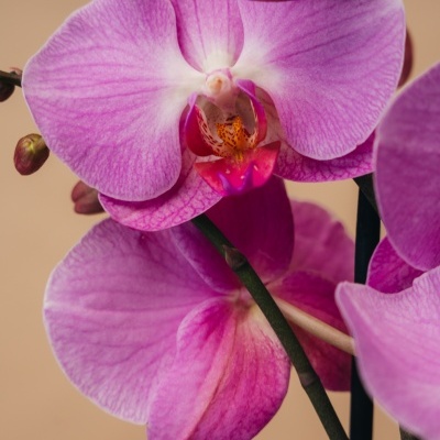 Orqu&#x00ED;dea&#x20;Phalaenopsis&#x20;Rosa