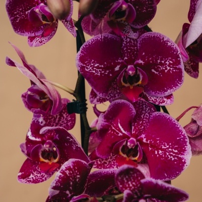 Orqu&#x00ED;dea&#x20;Phalaenopsis&#x20;Lil&#x00E1;s