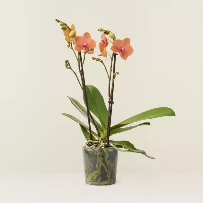 Orquídea cor-de-laranja em vaso transparente com folhas verdes