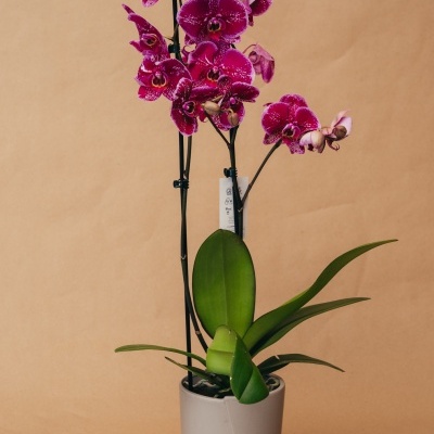 Orquídea roxa em vaso cinzento com base castanha