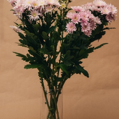 Atado&#x20;de&#x20;Margaridas