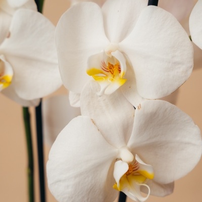 Orqu&#x00ED;dea&#x20;Phalaenopsis&#x20;Branca