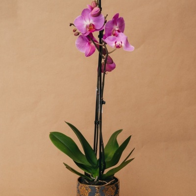 Orquídea rosa num vaso decorativo azul escuro com padrão dourado