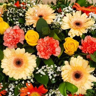 Palma&#x20;F&#x00FA;nebre