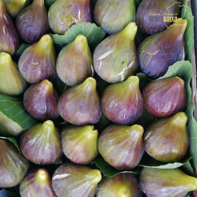 Figos frescos verdes e roxos em caixa com folhas verdes e texto Sabores e Saberes da BEIRA BAIXA