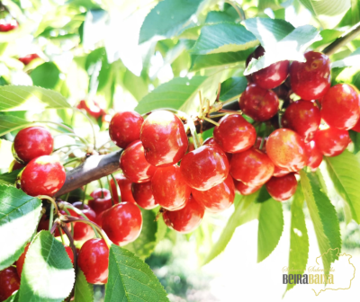 Ramo com várias cerejas vermelhas brilhantes e folhas verdes ao ar livre