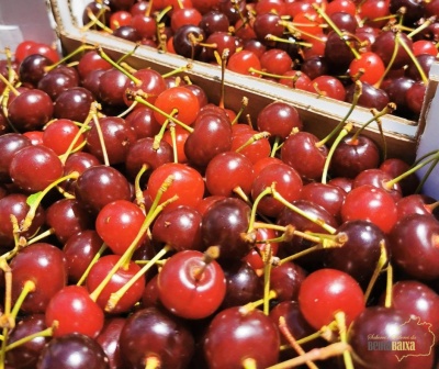 Caixas de cartão cheias de cerejas vermelhas e vermelhas escuras com caules.
