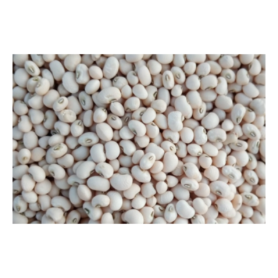 Feijão branco seco em grande quantidade