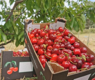 Caixas de cartão castanho cheias de cerejas vermelhas frescas ao ar livre