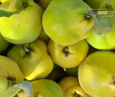 Marmelos amarelos com folhas verdes e textura lisa