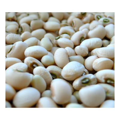 Feijão branco seco com olhos verdes em plano fechado