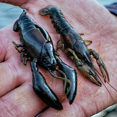 Duas lagostas pretas vivas na palma da mão de uma pessoa