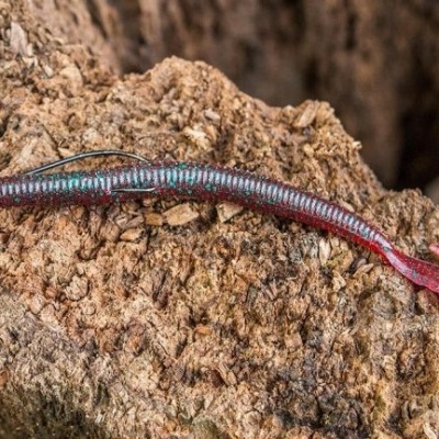 Isca artificial flexível para pesca sobre terra rugosa castanha